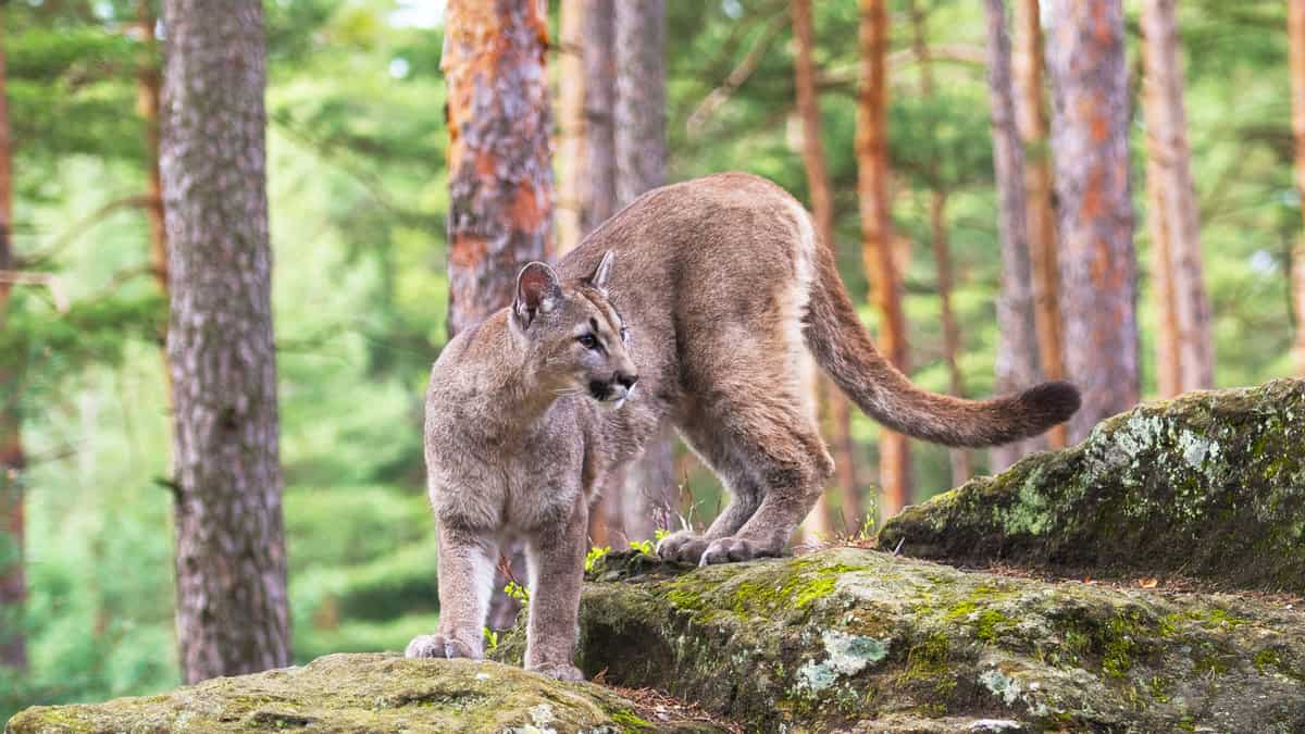 Cougar (Puma concolor), also commonly known as the mountain lion, puma, panther, or catamount. is the greatest of any large wild terrestrial mammal in the western hemisphere