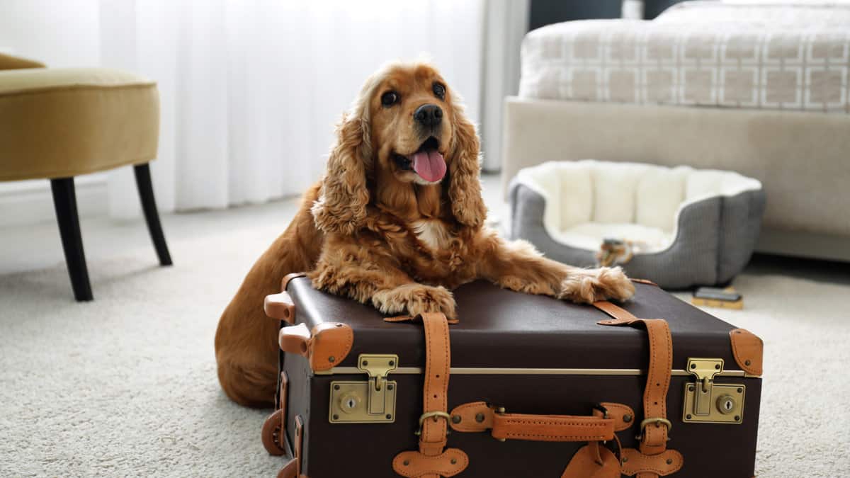 Cute English Cocker Spaniel and suitcase indoors. Pet friendly hotel 1600x900