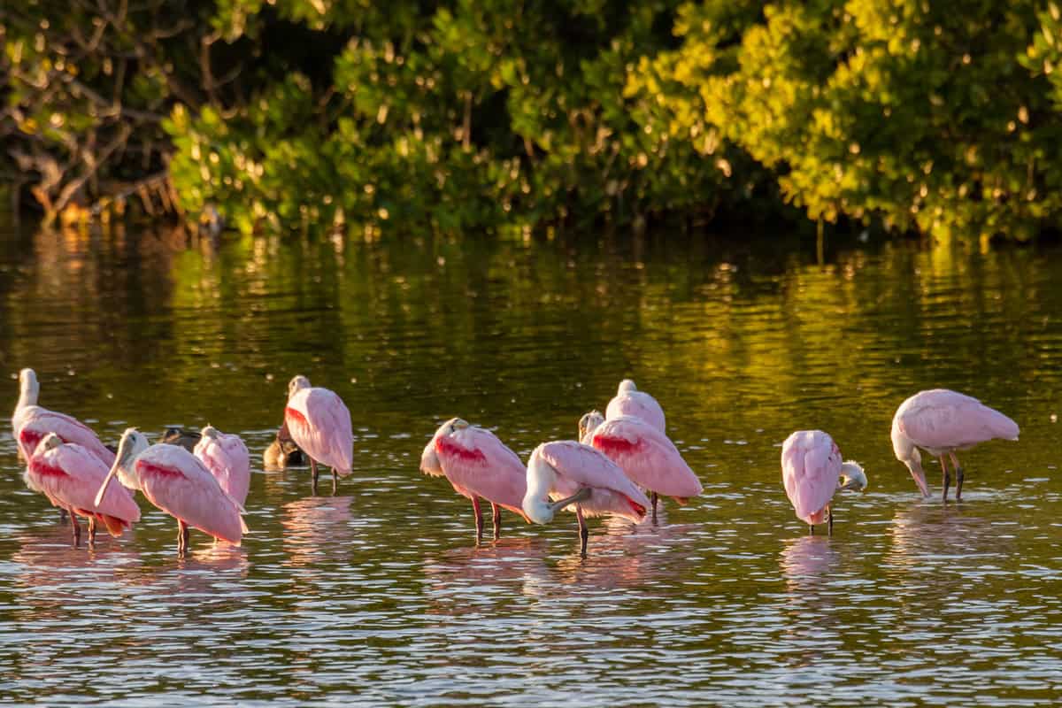 Flamingoes in Ding Darling National Wildlife Refuge