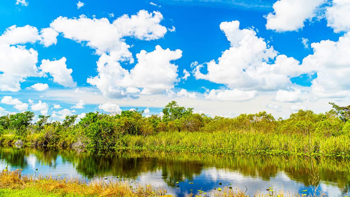 Everglades wetland in Florida, Everglades and Francis S. Taylor Wildlife Management Area