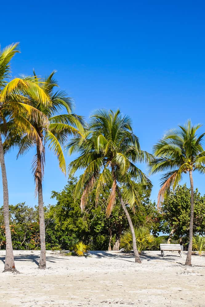 Tall Palm trees in the beaches of Far Beach