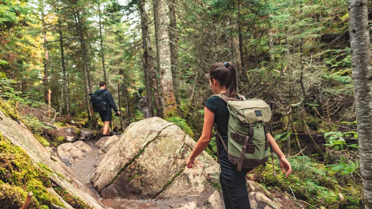 Hikers walking on forest trail with camping backpacks