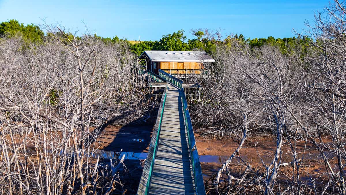 Hiking trail at Long Key State Park in the Florida Keys