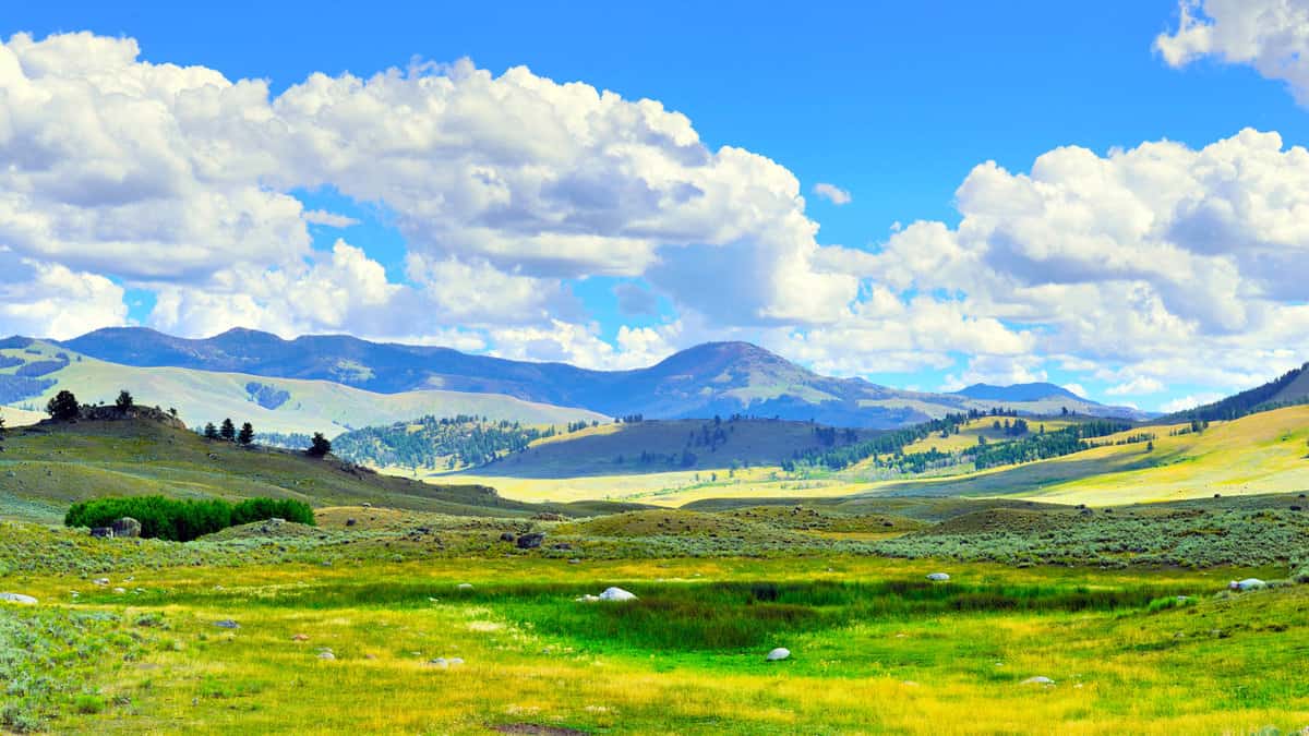 Lamar Valley in Yellowstone National Park, Wyoming in summer