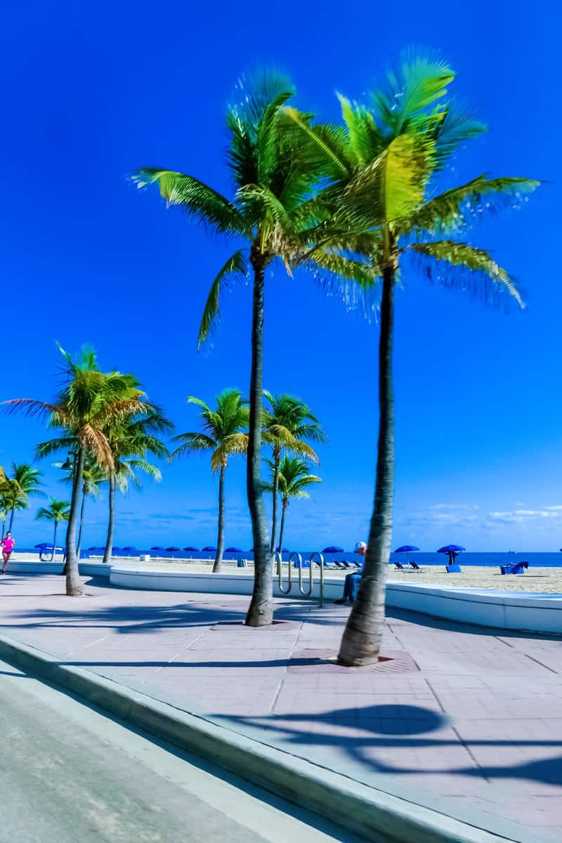 The ocean view and coconut trees in Las Olas Boulevard