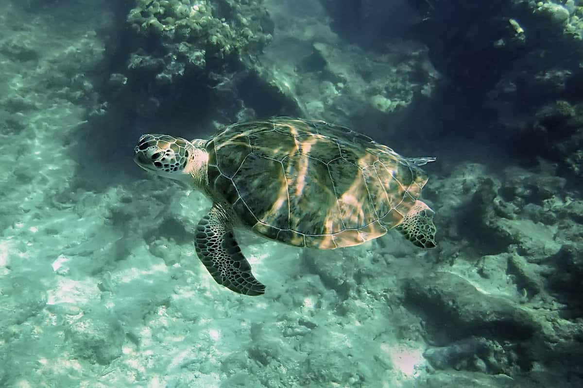 A turtle photographed while snorkeling in Looe Key National Marine Sanctuary
