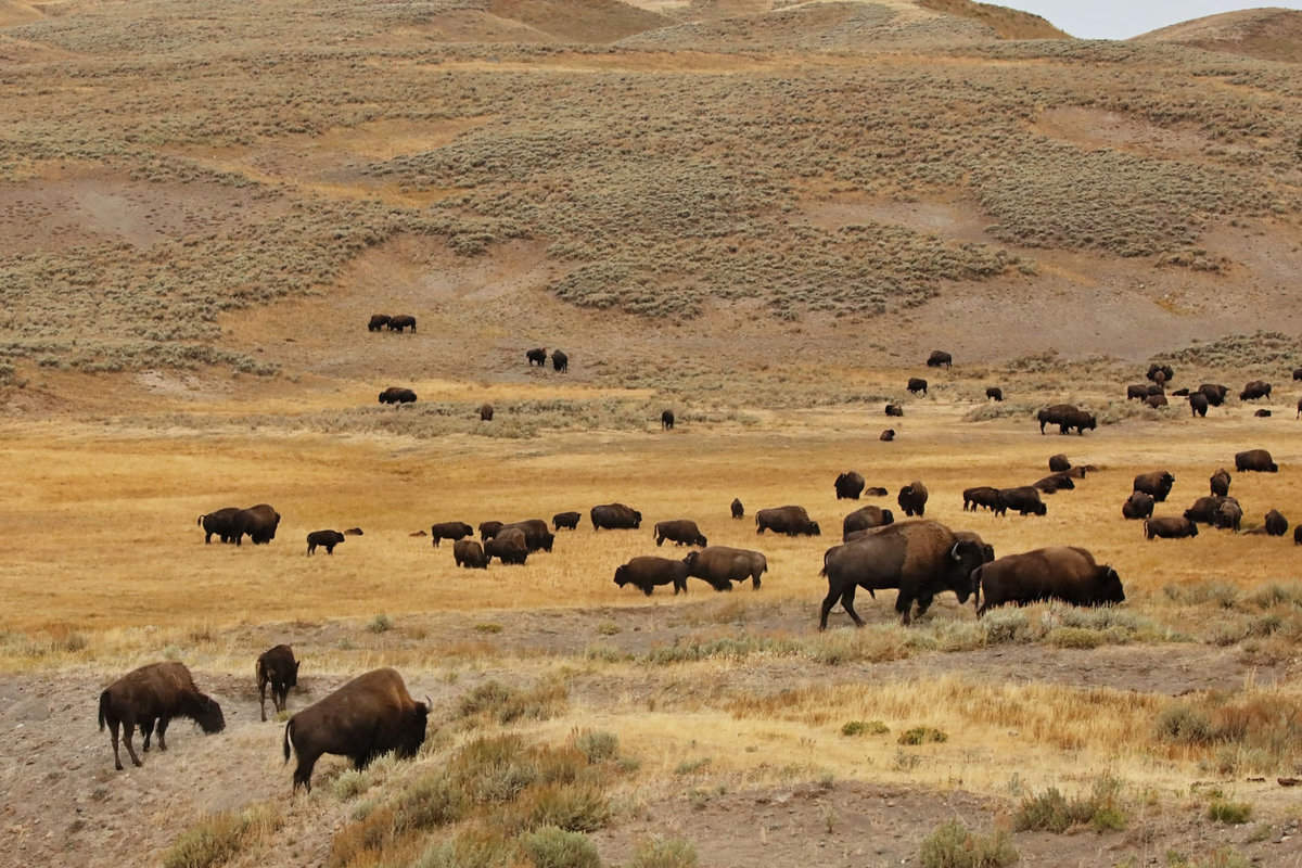 A huge herd of Bisons in Northern range in Yellowstone National Park