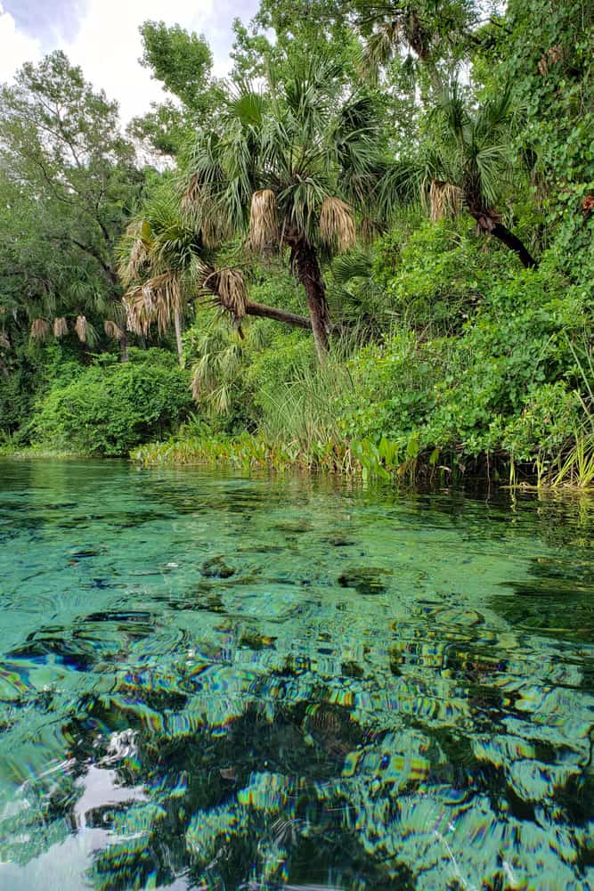 Gorgeous waters of Ocala National Forest 