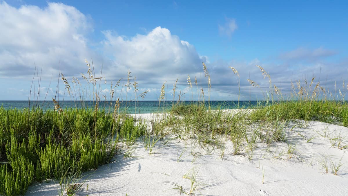 Pensacola Florida Beach morning, crisp details, ripe sea oats, pristine landscape at Gulf Islands National Seashore