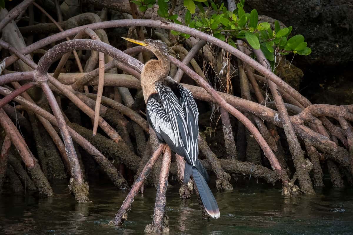 A rare bird photographed in the vast wildlife in Biscayne