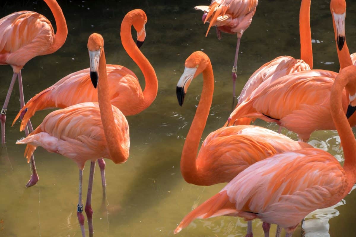 Gatorland flamingoes