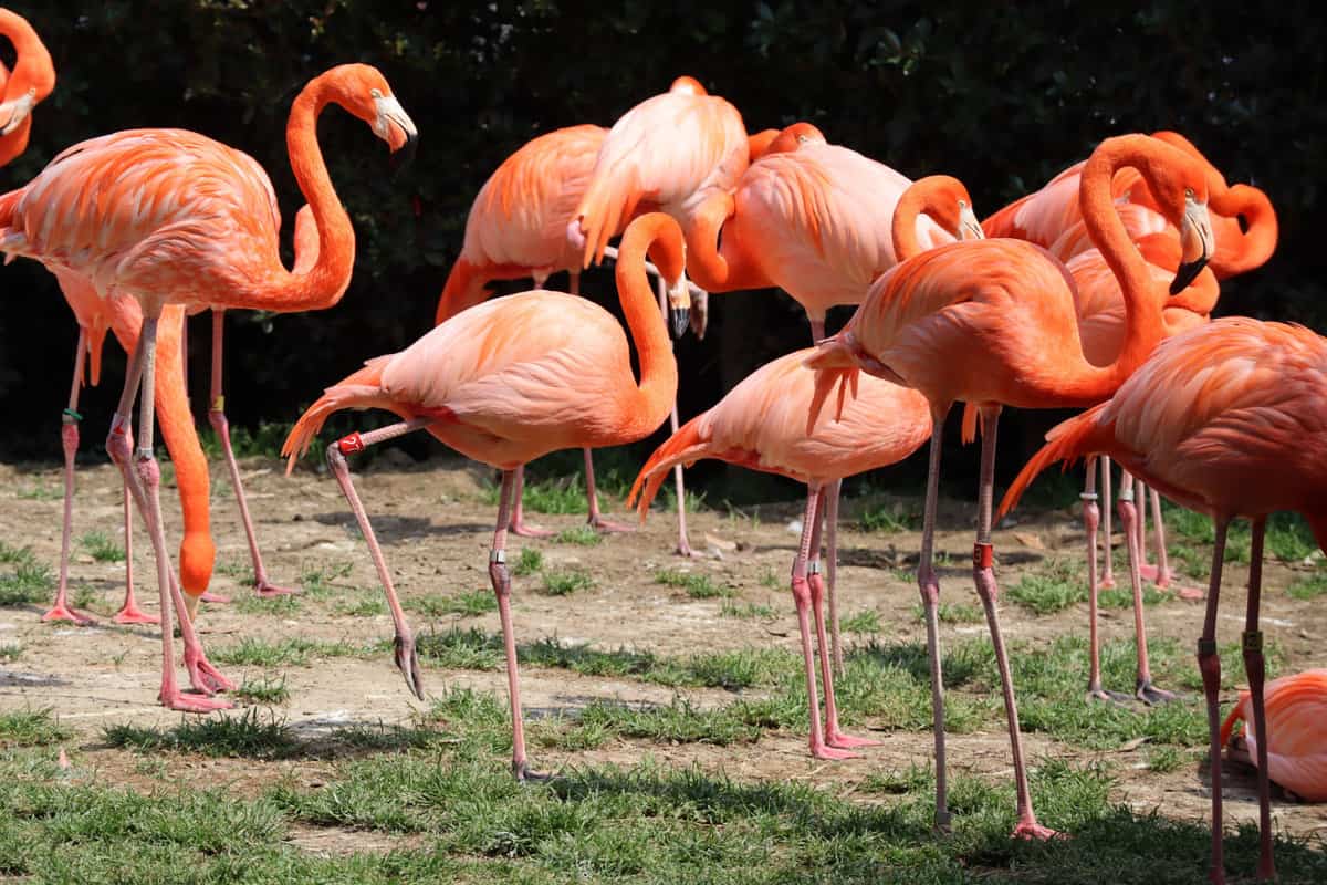 A flock of flamingos in Homosassa Springs Wildlife State Park