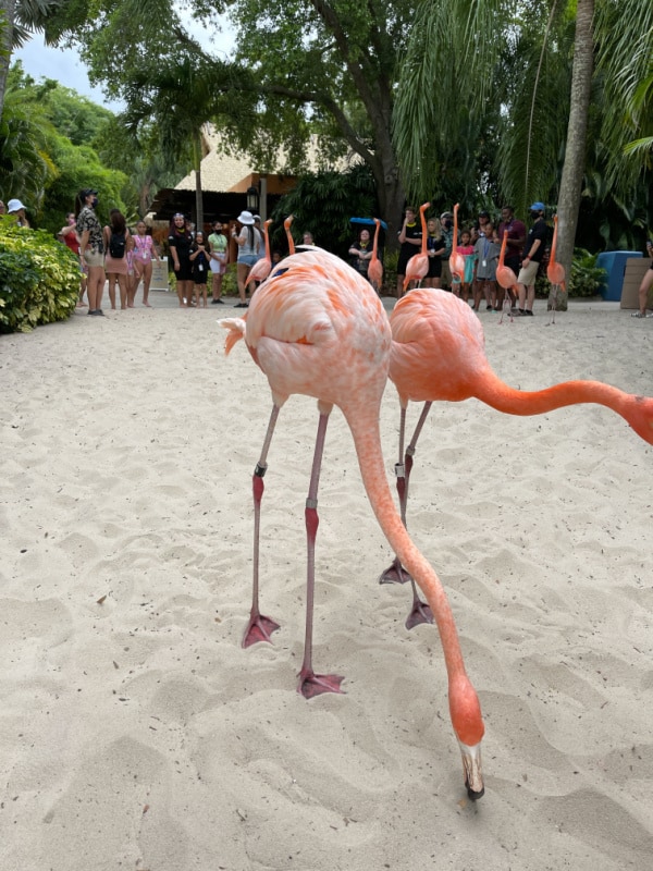 two flamingos in Discovery Cove 
