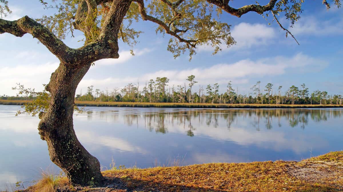 The beautiful Ochlockonee River State Park, Florida