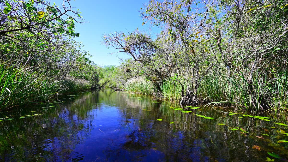 Turner River in Big Cypress National Preserve in Collier County, Florida on clear cool winter day