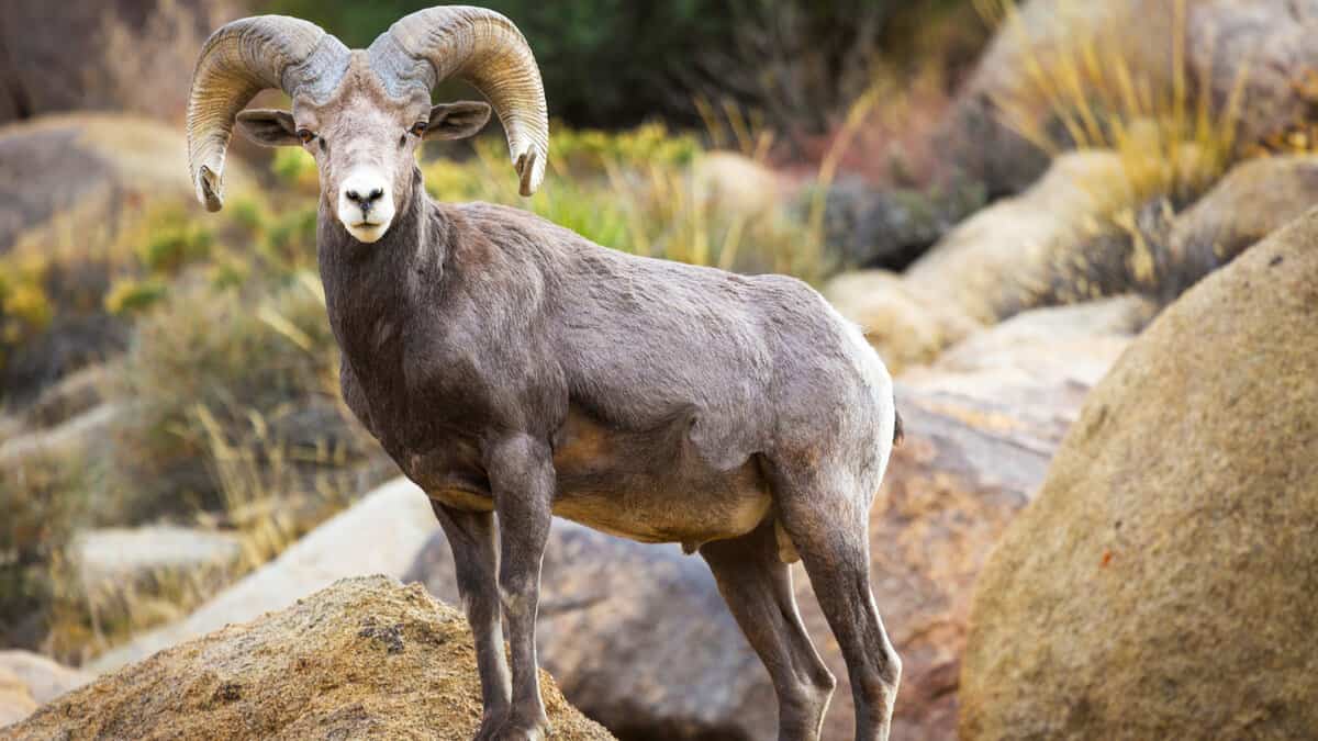 Watchful male (ram) big horn sheep