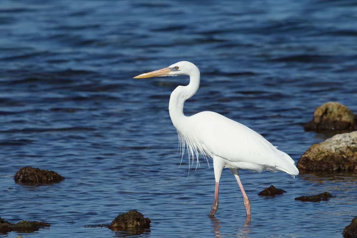 A tall white Heron walking near the shorelines of Biscayne, Florida
