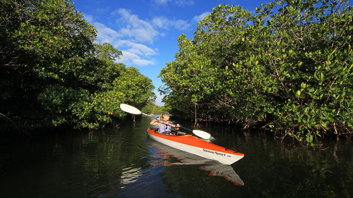 Woman kayaks amidst the mangrove trees