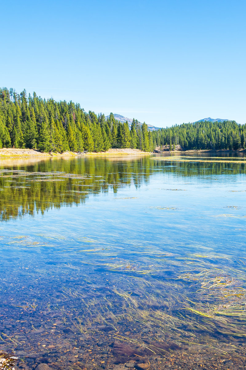 Yellowstone River landscape with beautiful forest reflection in Yellowstone National Park