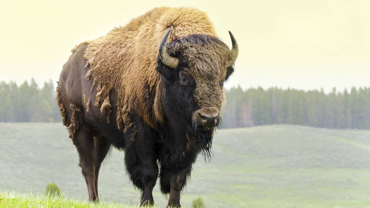 bison in grasslands of Yellowstone National Park in Wyoming in the United States of America. One of the mammals famous on the area