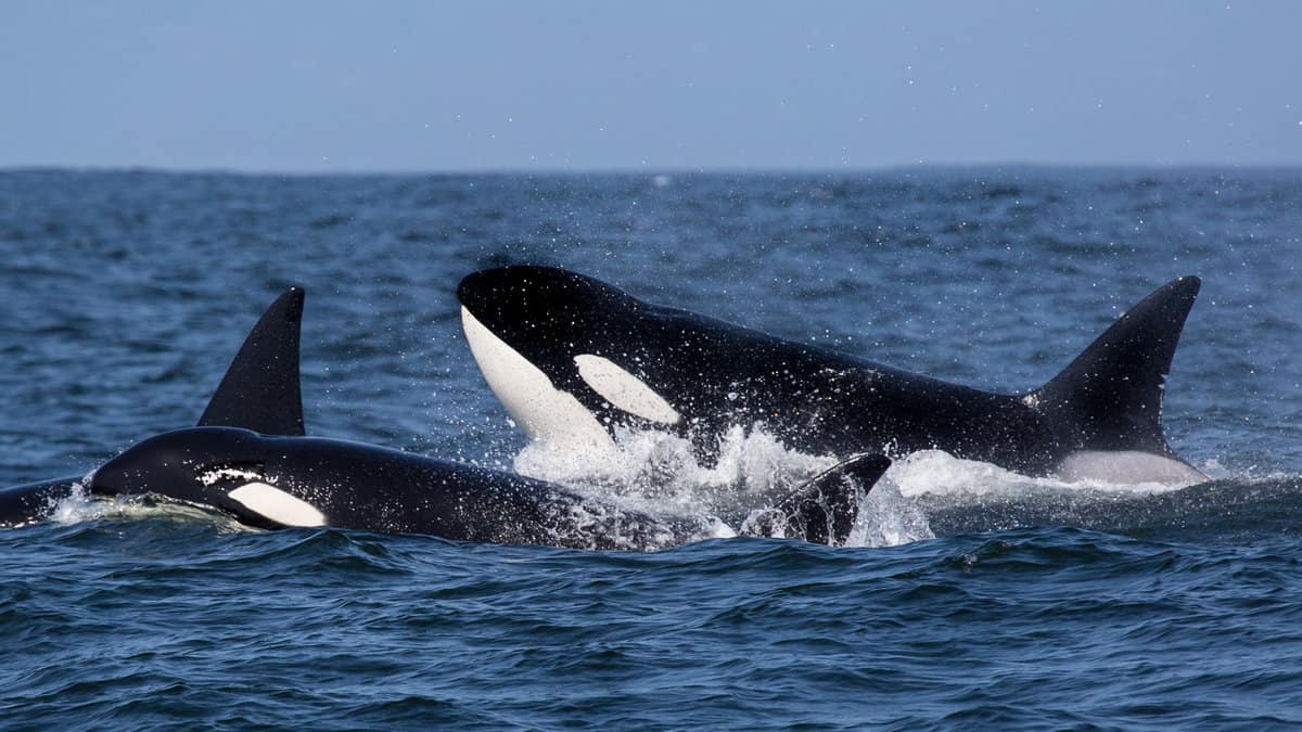 orcas or killer whales hunting for herrings1600x900