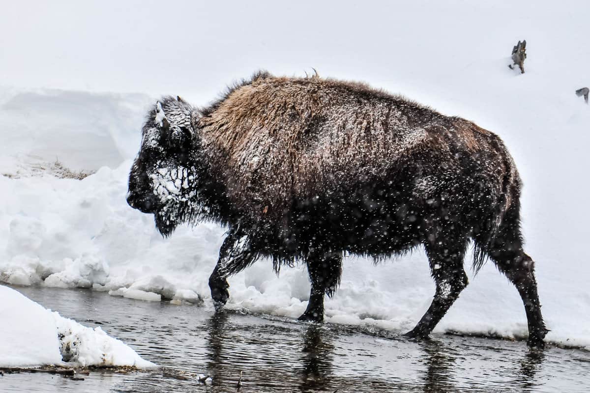 A bison covered in snow while crossing a small river in Yellowstone National Park
