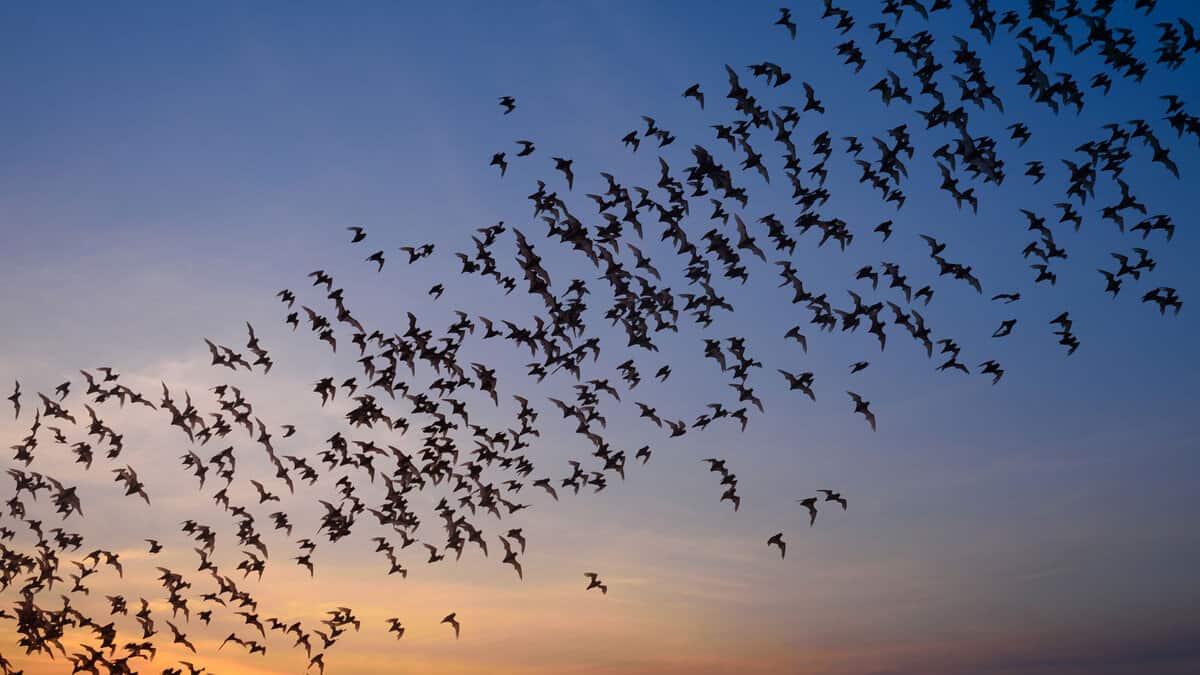 Thousands of bats flying at dusk in Florida - 1600x900