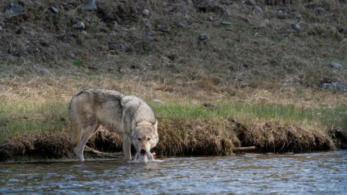 A wolf drinking water on the Yellowstone river, Where To See Wolves In Yellowstone: The Best Places to Spot Packs - 1600x900