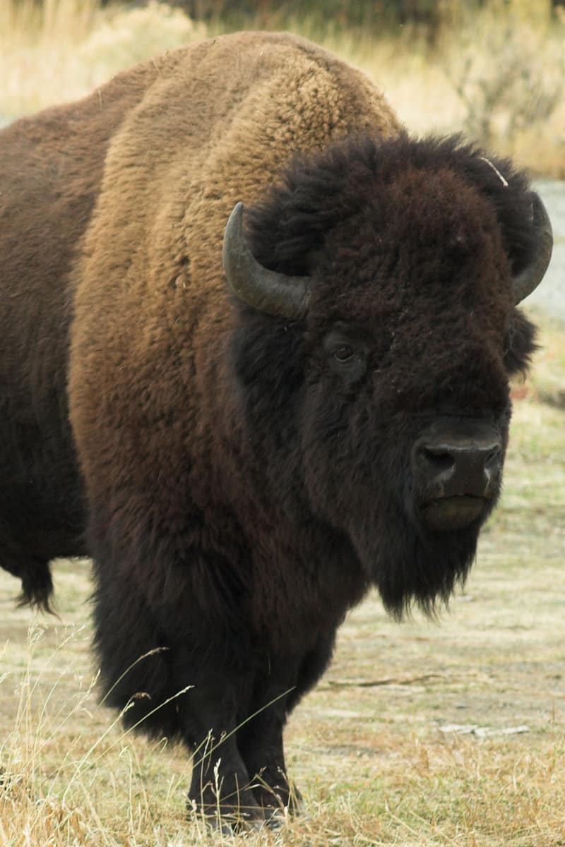 A Bison in Yellowstone National Park