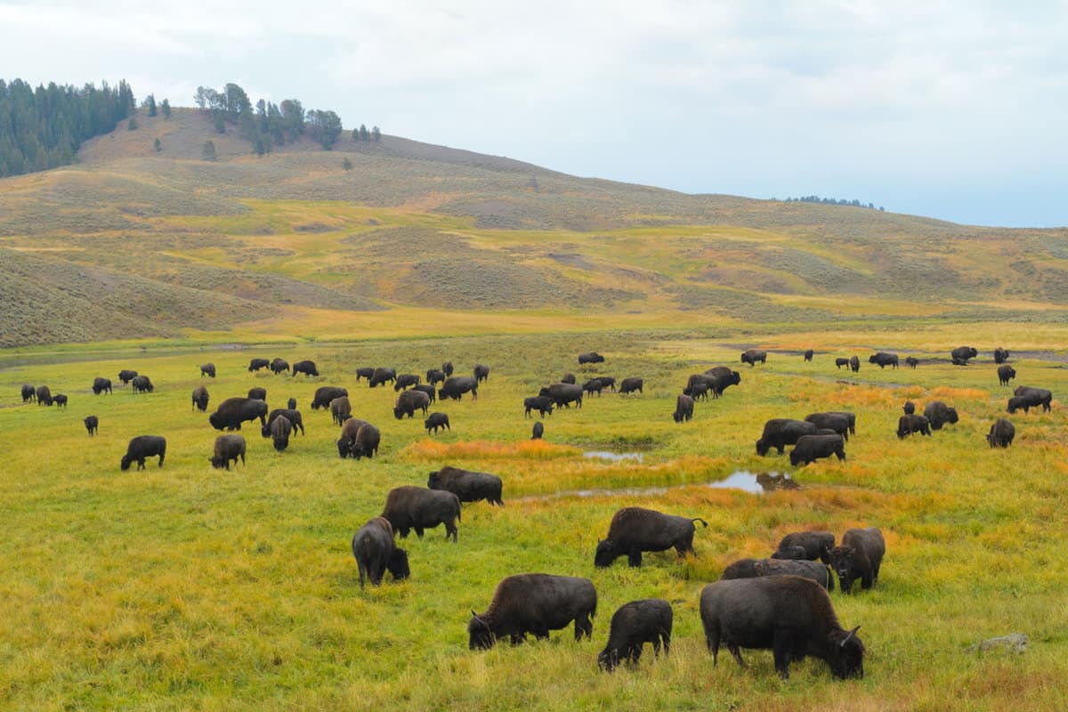 A huge herd of Bisons in Hayden Valley