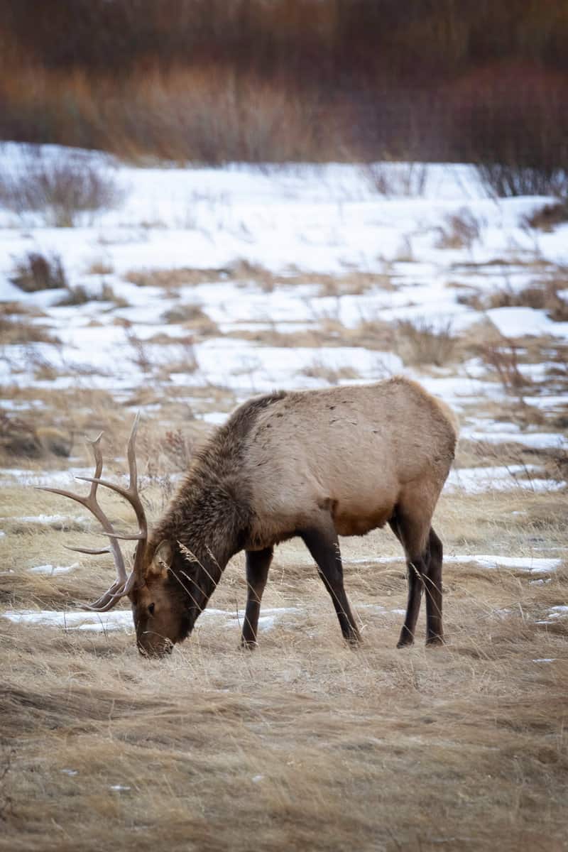 A bull elk grazes on the grass in Horseshoe Park located in Rocky Mountain National Park in the winter time