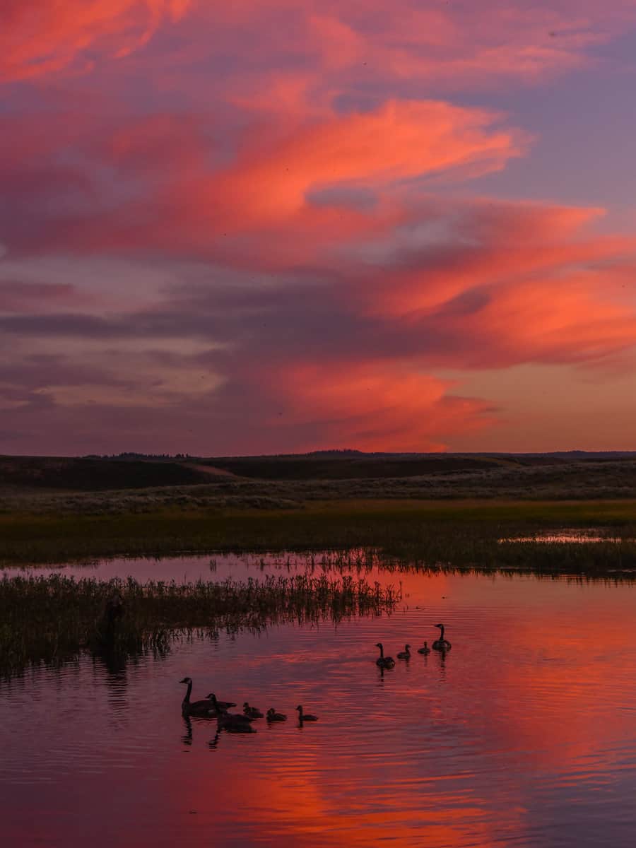 Canada Geese silhouette at sunset, Hayden Valley, Yellowstone