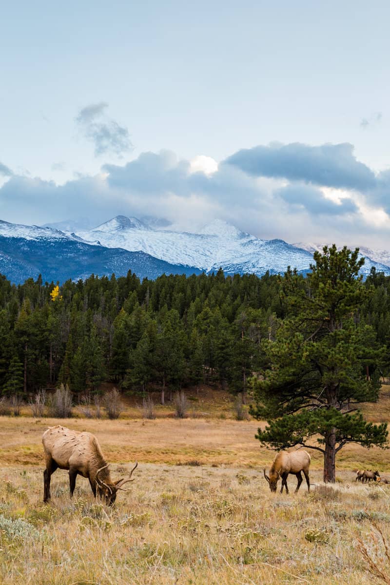 Elks at Upper Beaver Meadows, Rocky Mountain National Park