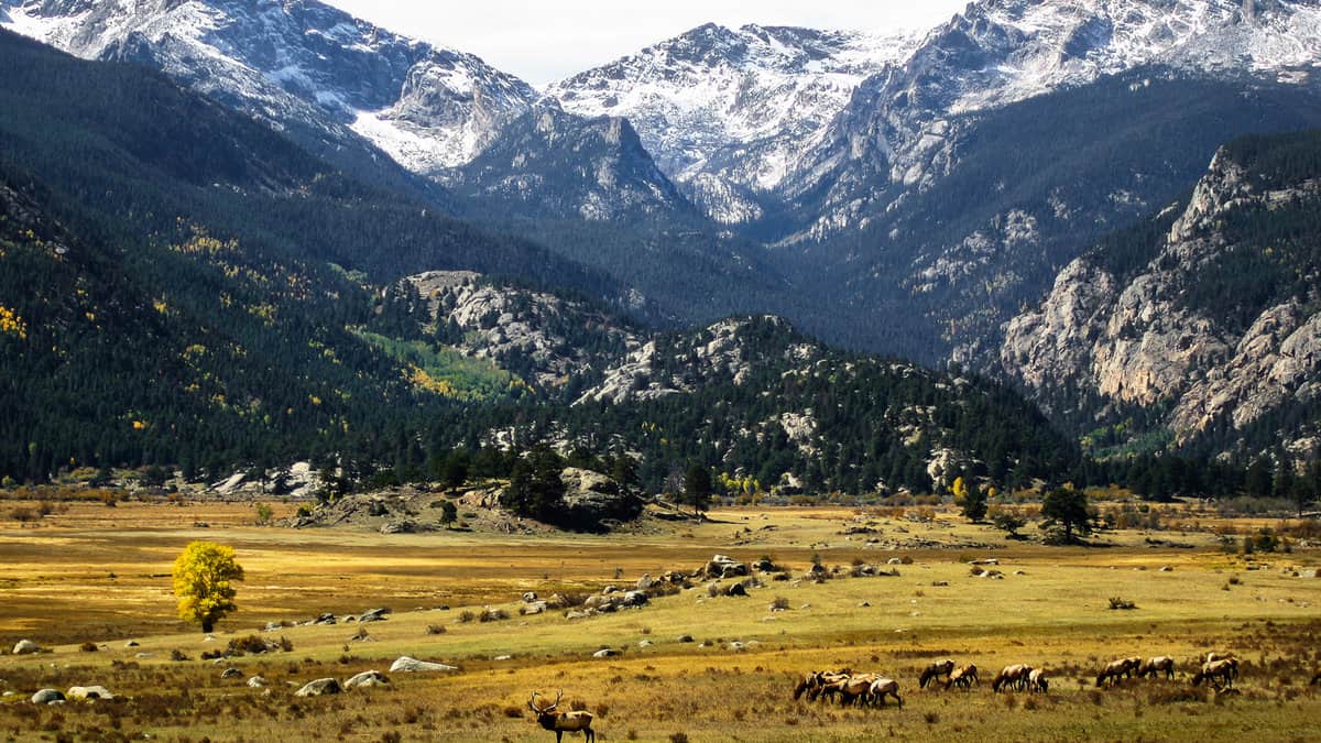 Fall elk herd in Moraine Park, Rocky Mountain National Park