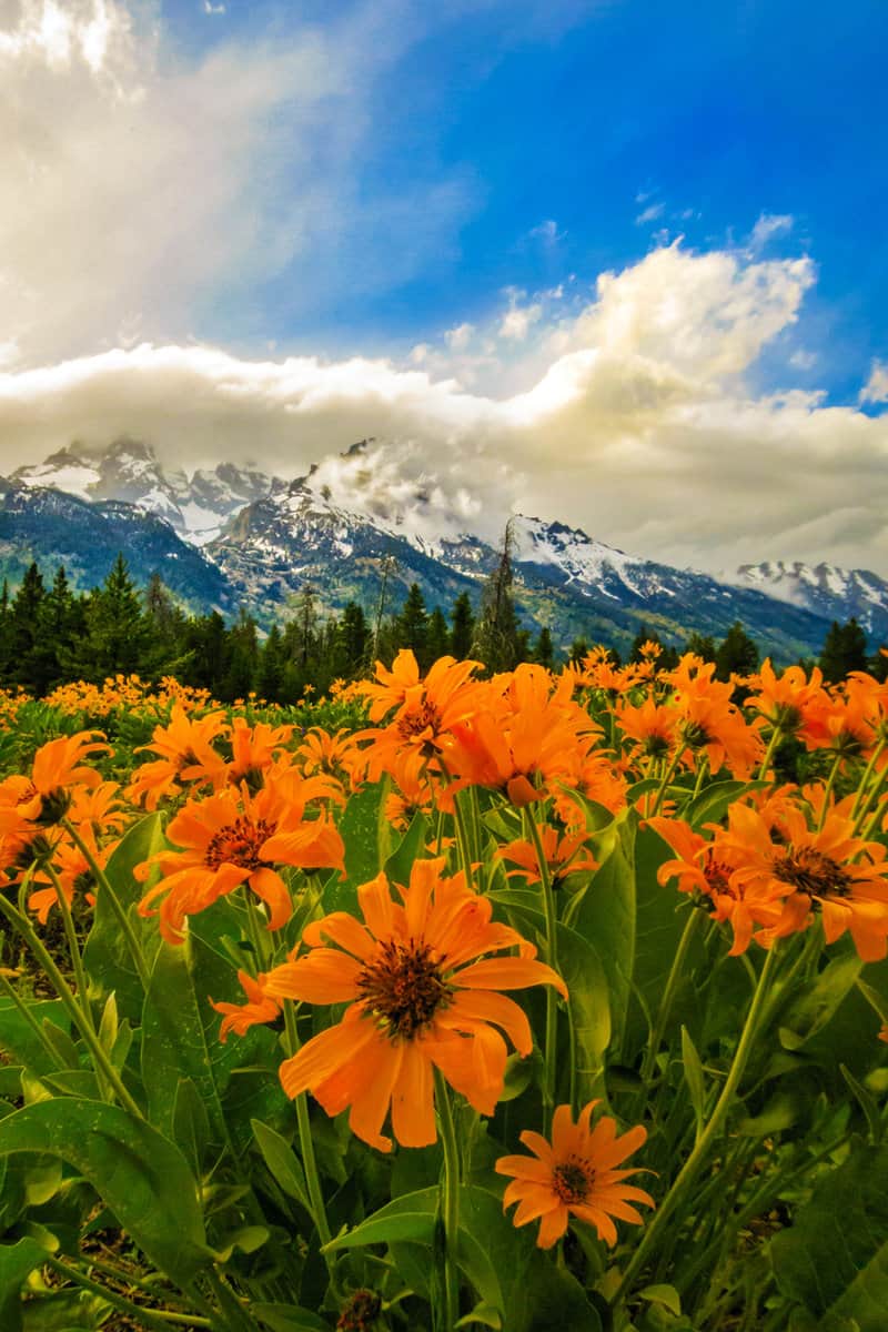 "Mountain sunflowers" were in full bloom June of 2017 in Grand Teton National Park showcasing not only the majesty of the Grand Tetons but of the abundant wildflowers throughout the park.