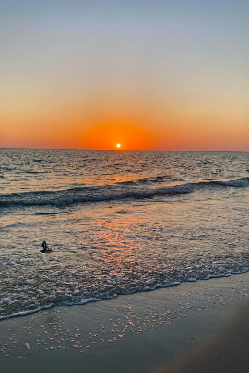 Naples beach sunset and birds