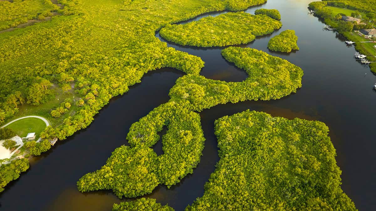 Overhead view of Everglades swamp with green vegetation between water inlets. Natural habitat of many tropical species in Florida wetlands