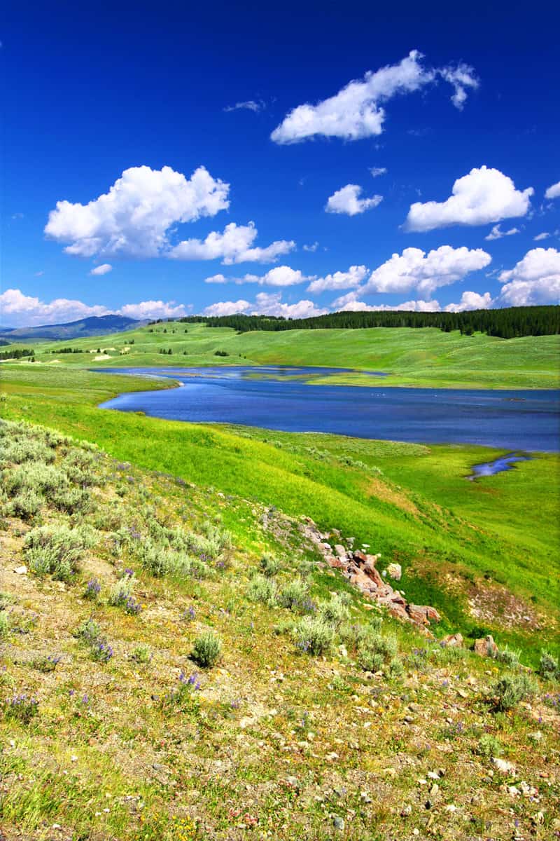 The Yellowstone River flows through Hayden Valley on a gorgeous summer day