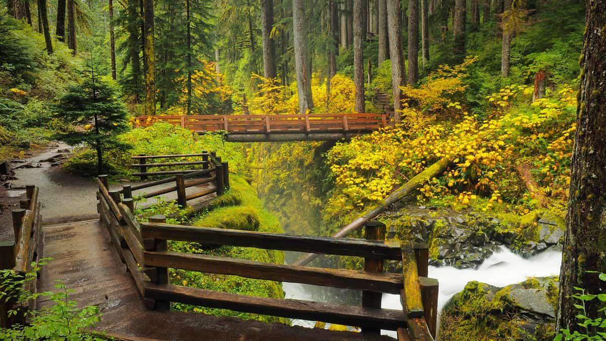 Trekking is one of the most popular activities in The Hoh Rainforest, Olympic National Park