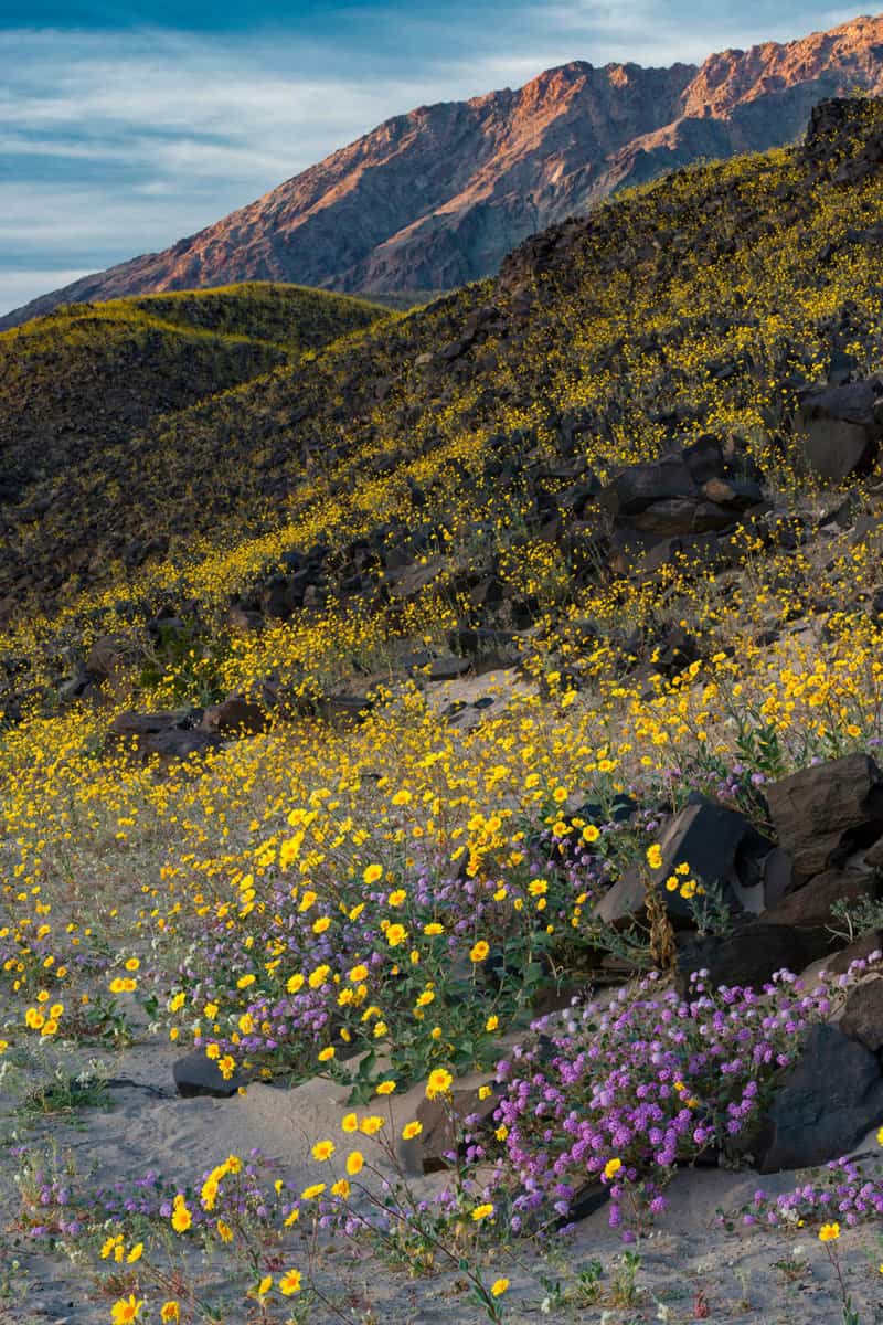 USA, California. Superbloom of Desert Gold (Geraea canescens) wildflowers and Sand Verbena (Abronia villosa) growning among volcanic rocks in Death Valley National Park