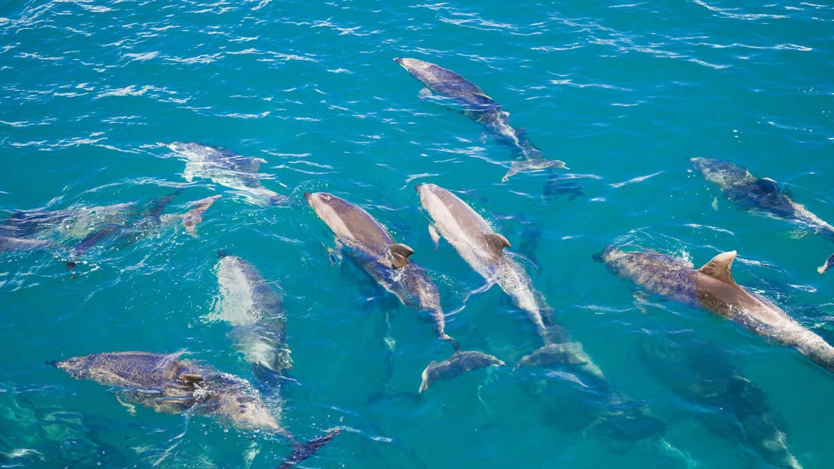 Wild Pod of Dolphins in Blue Water1600x900