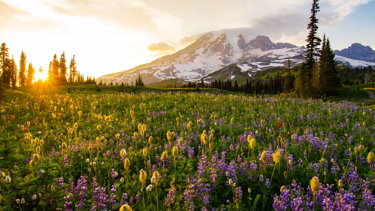 Wildflowers at sunset - Mount Rainier National Park 1600x900