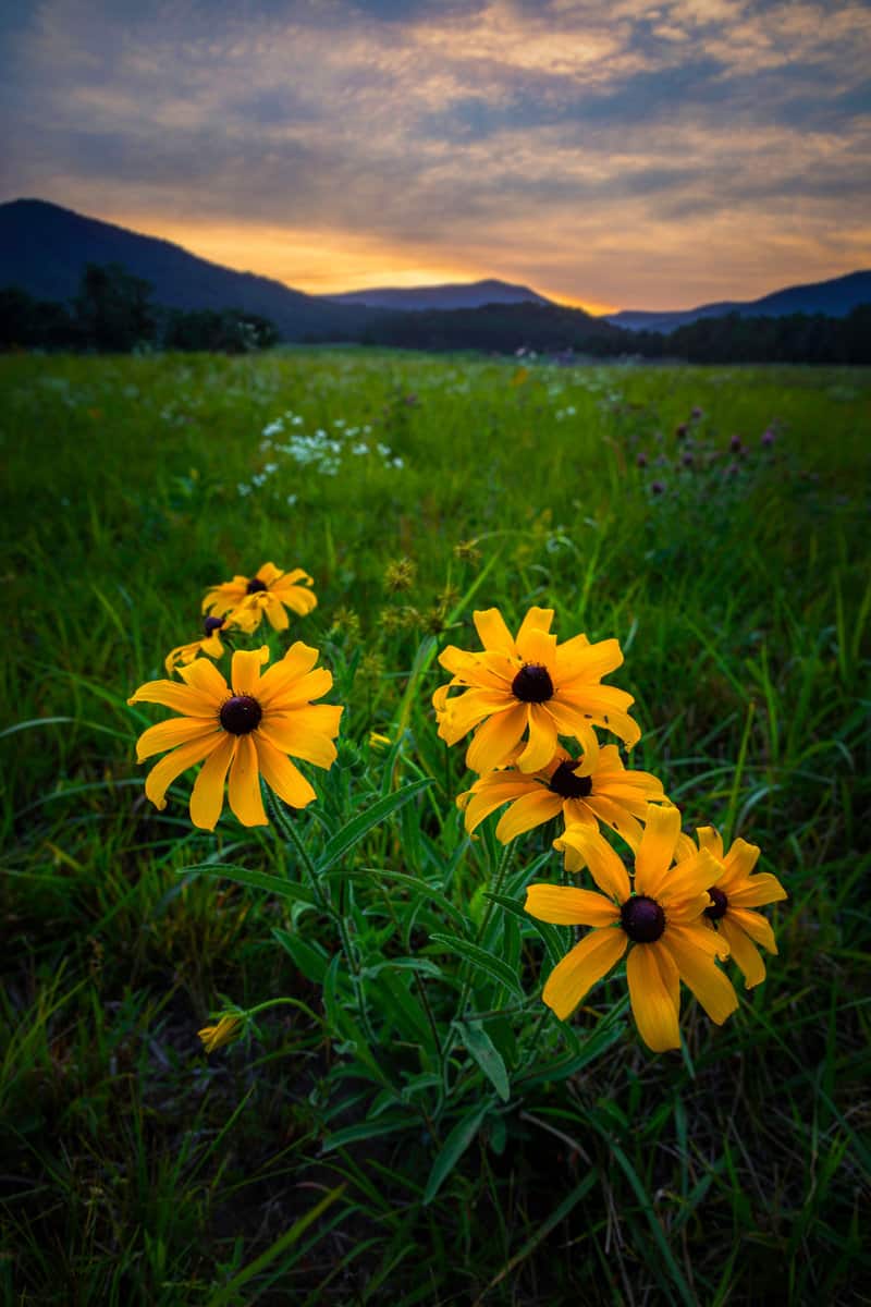 Wildflowers in a field on the outskirts of Shenandoah National Park in the evening.
