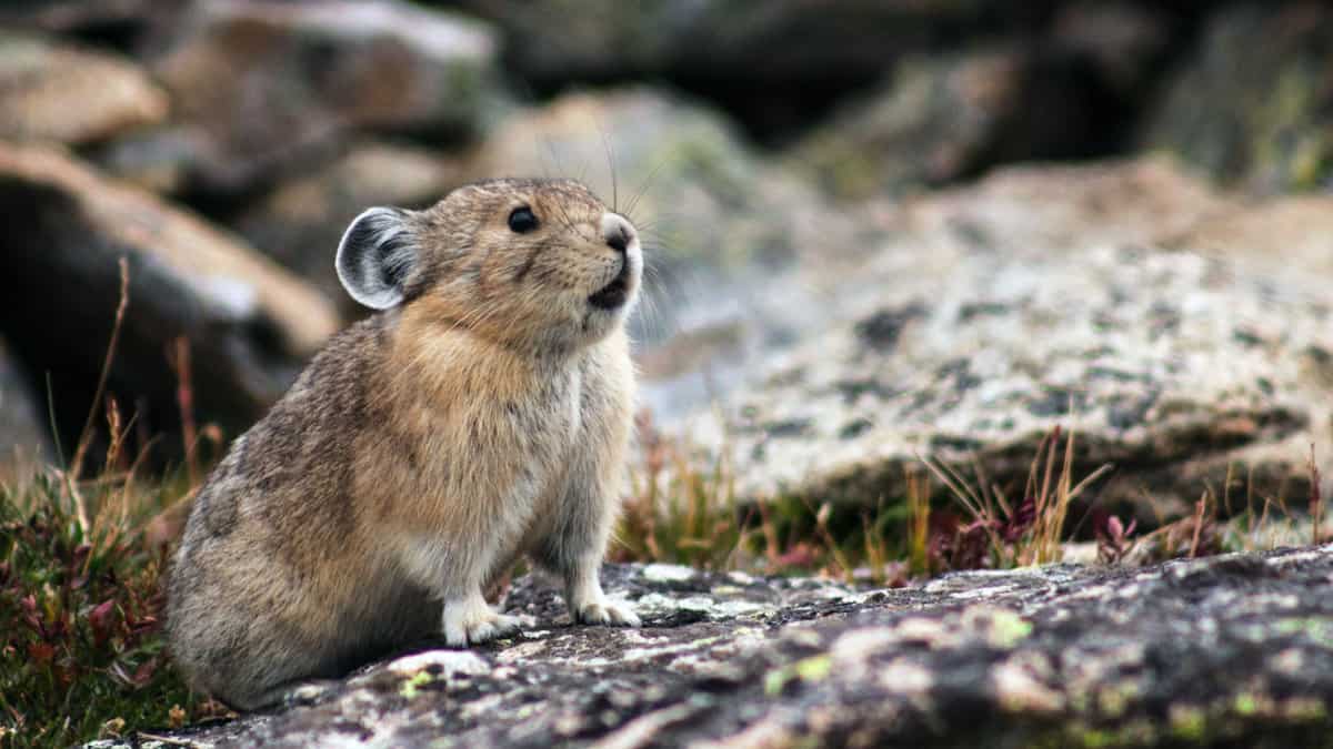 Pika in Yellowstone National Park