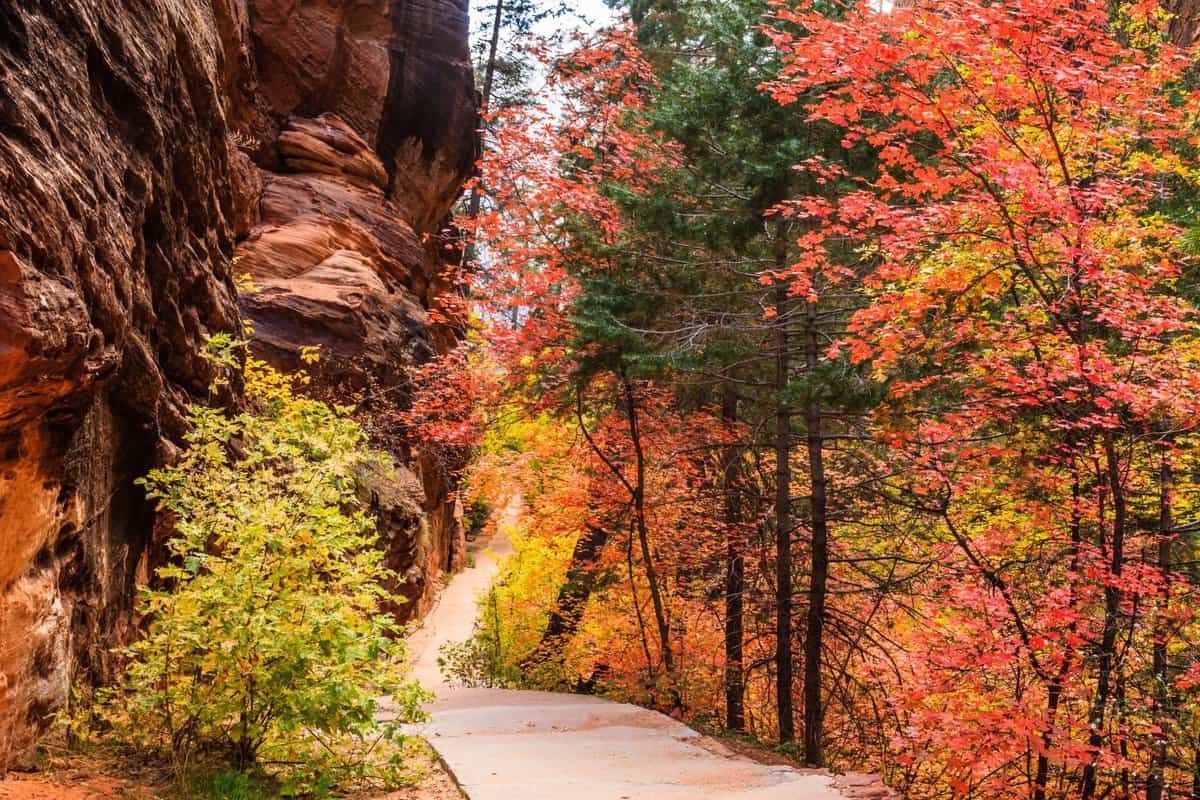 Fall colors in Zion National Park