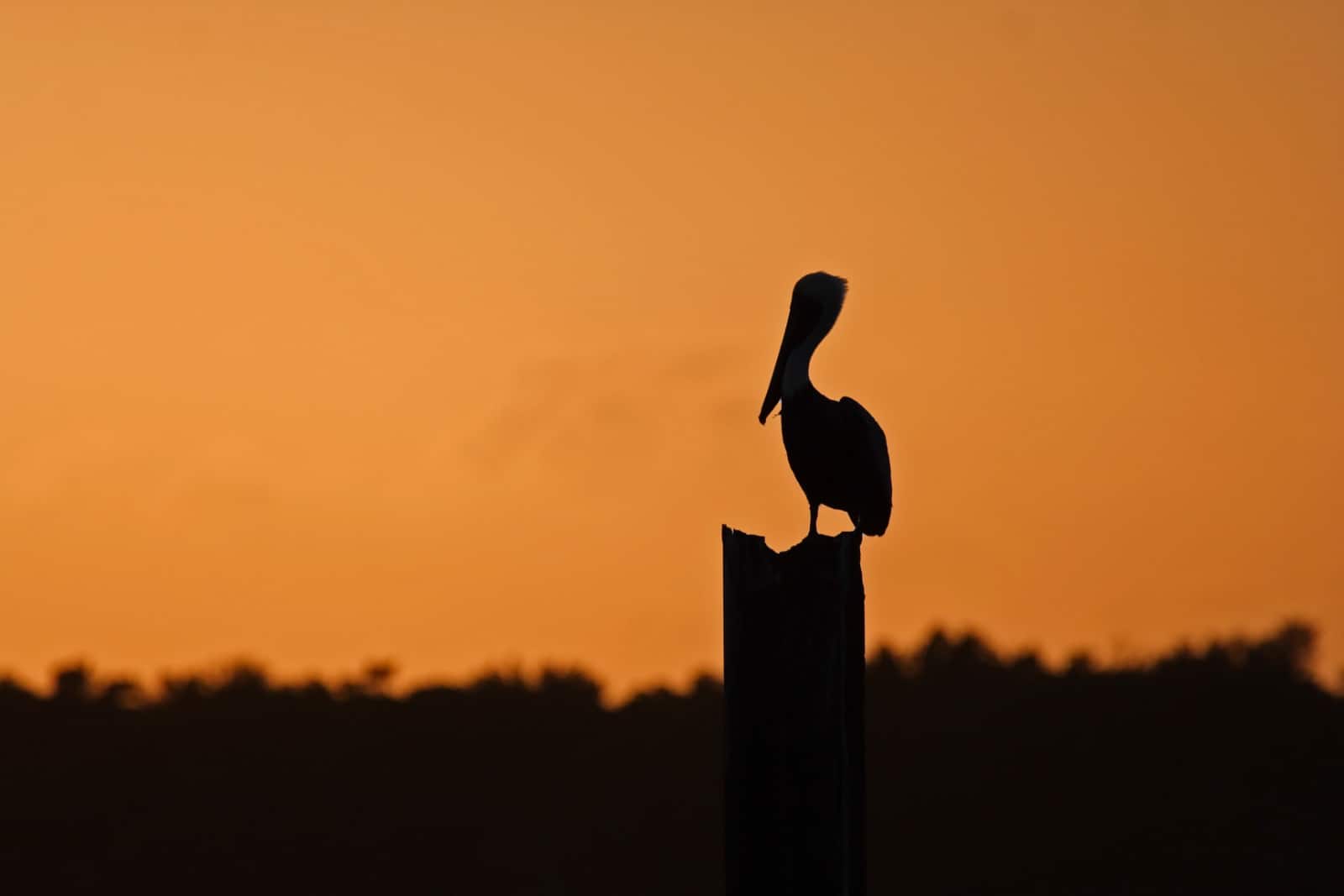 A solitary brown pelican in Biscayne National Park Florida