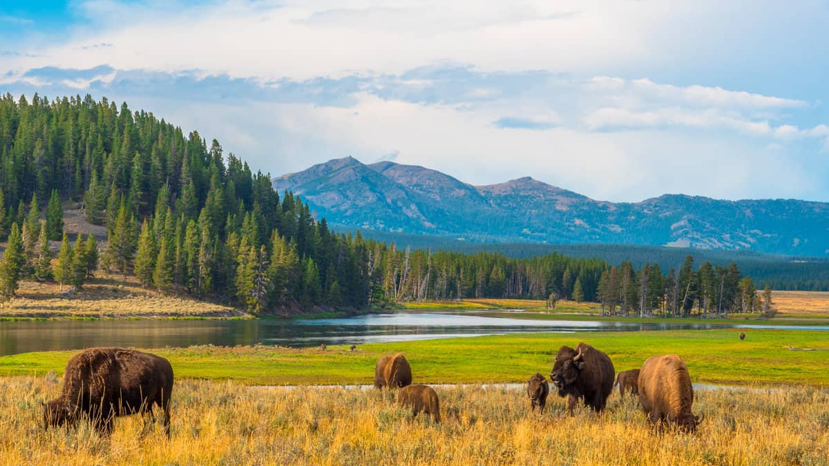 Buffalos at Hayden Valley, Yellowstone, National Park, Wyoming, USA