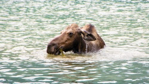Female Moose Grazing in a Lake at Glacier National Park