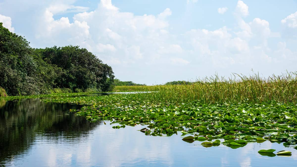 Florida wetland, Everglades National Park in USA. Popular place for tourists, wild nature and animals. Landscapes