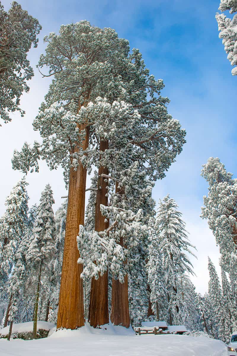 Giant Sequoia Trees in Kings Canyon & Sequoia National Park during the winter